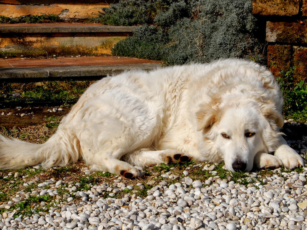 Bed and Breakfast Le Tre Querce Fiano Romano Exterior foto
